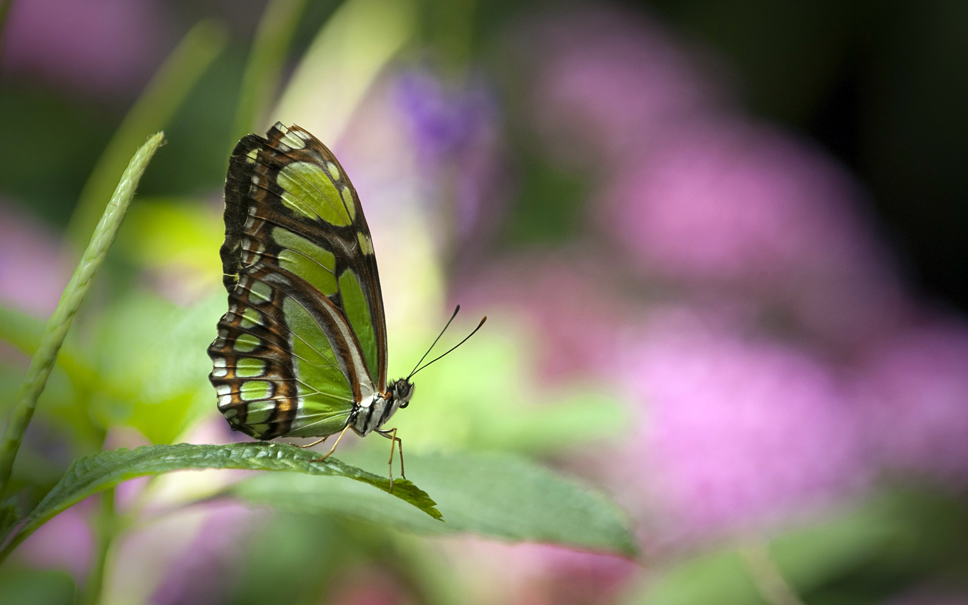 Green butterfly8454618101